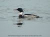 Red-breasted Merganser at Barling (Steve Arlow) (49057 bytes)